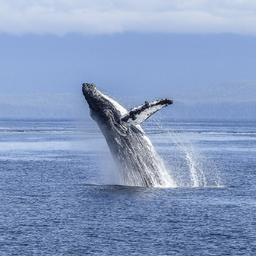 whale watching at mirissa