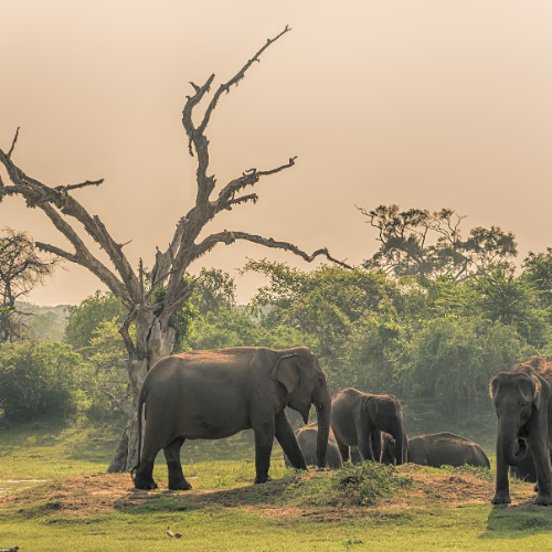 sri lankan wildlife