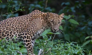 sri lankan leopard