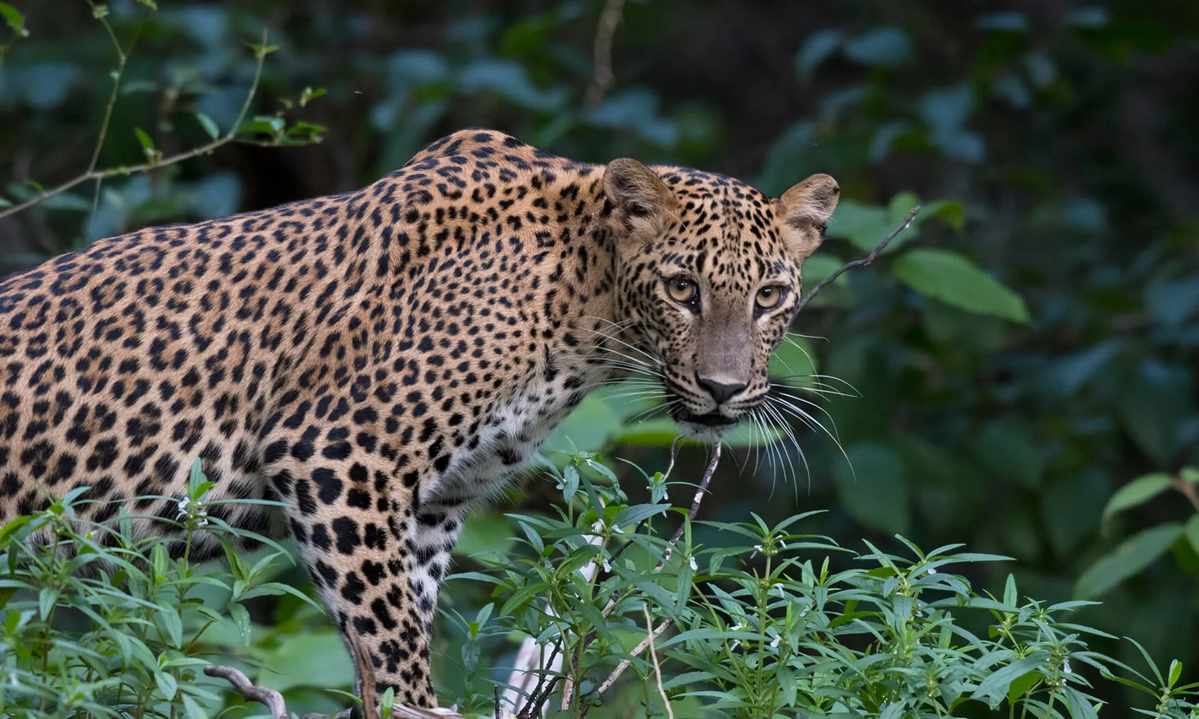 sri lankan leopard