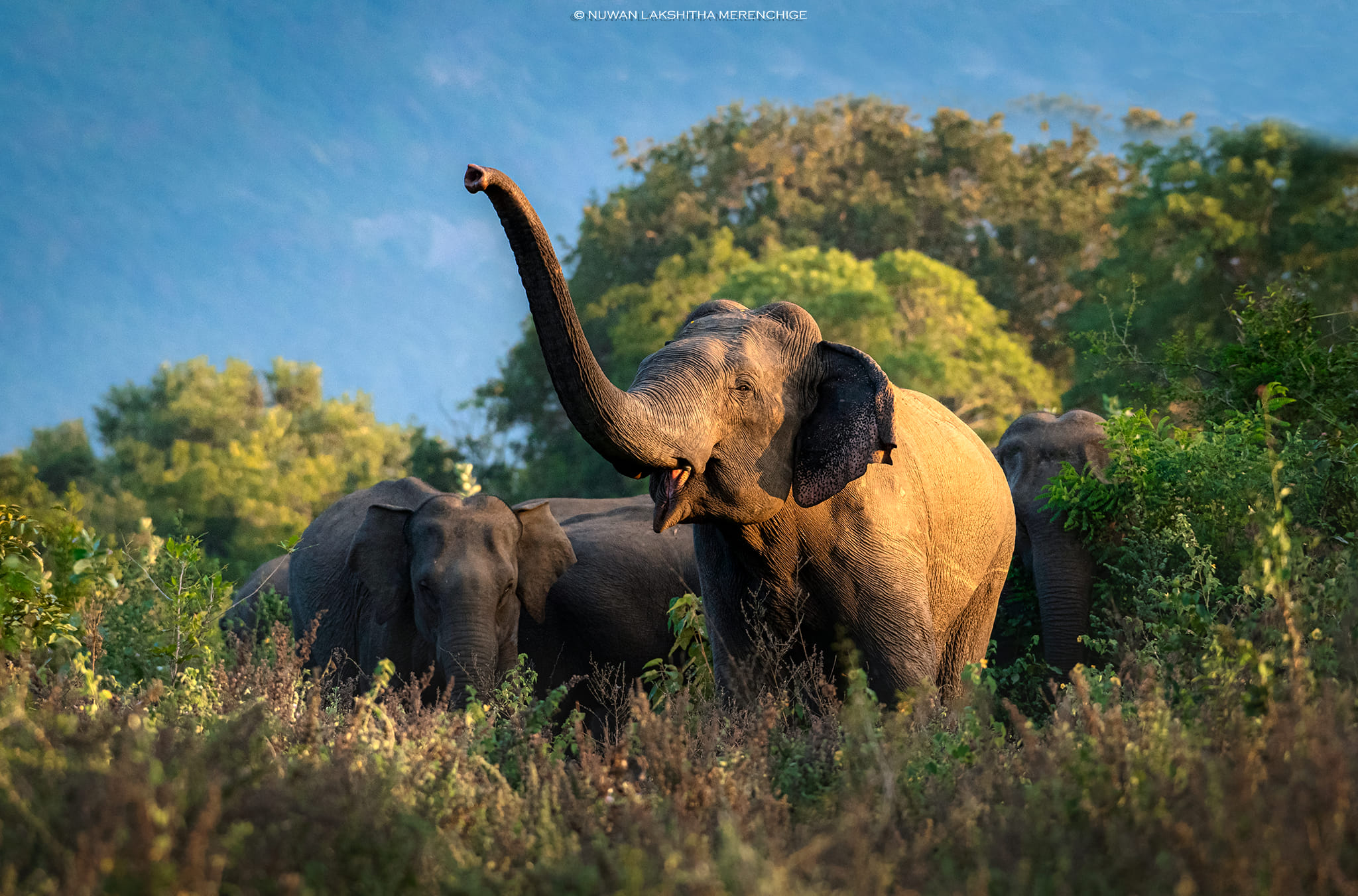 vilpaththuwa national park