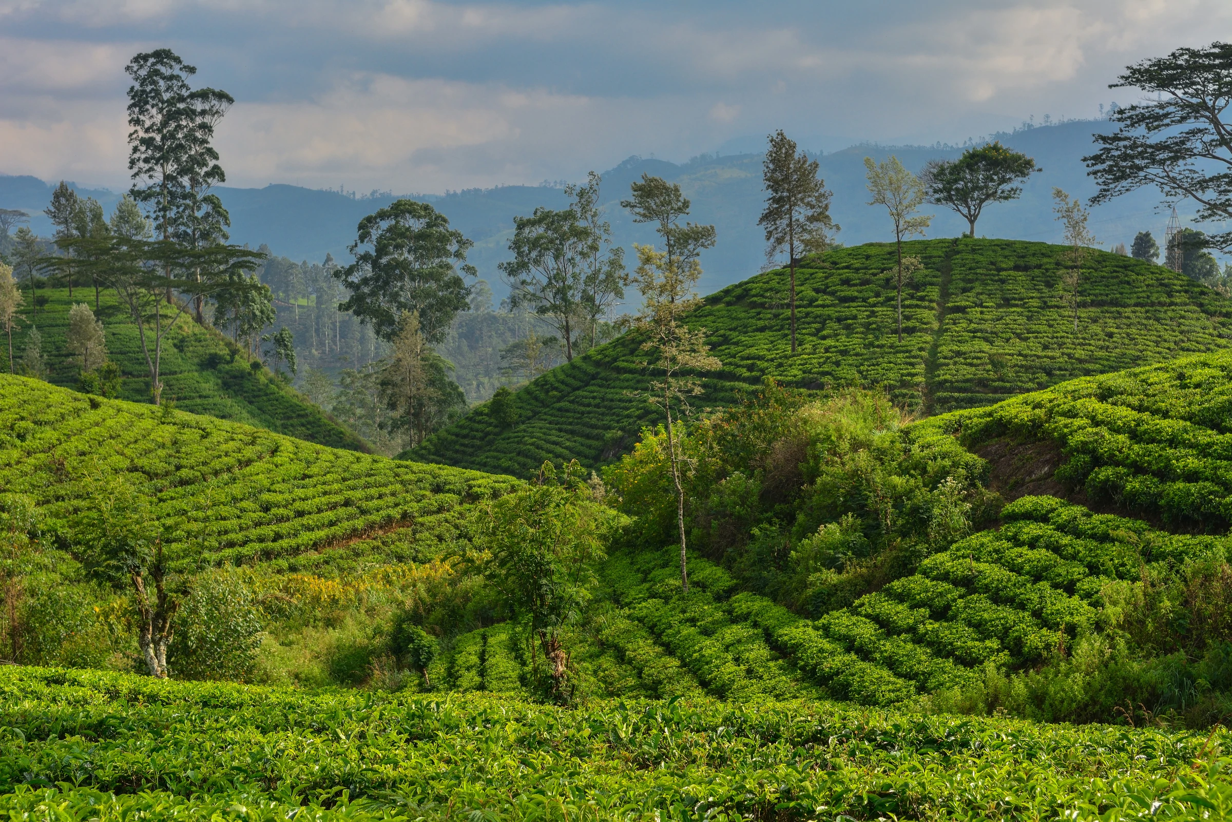 tea estates