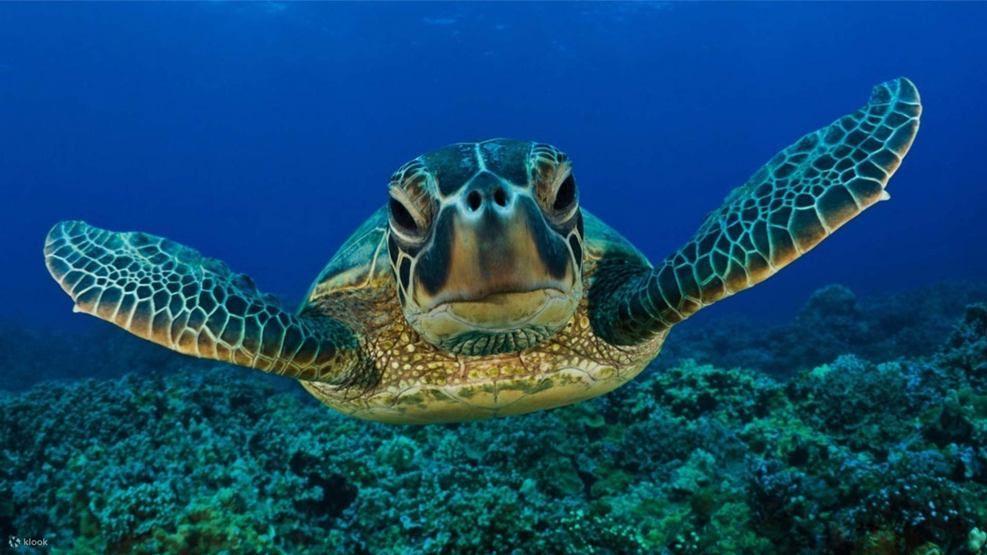 SeaTurtles