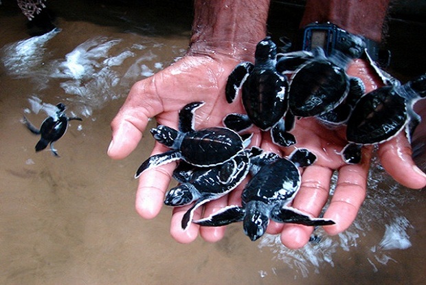Turtle Hatcheries