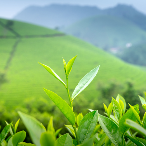 tea estates