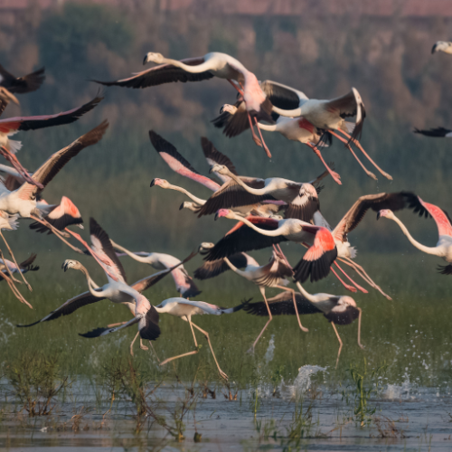 Untitled 500 x 500 px 8