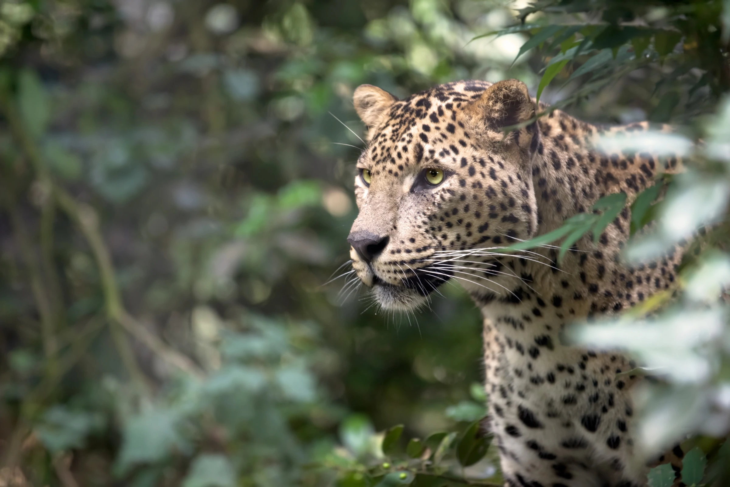 wildlife at sri lanka