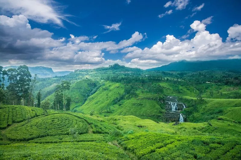 Tea plantations in sri lanka