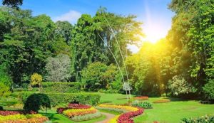 peradeniya botanical garden