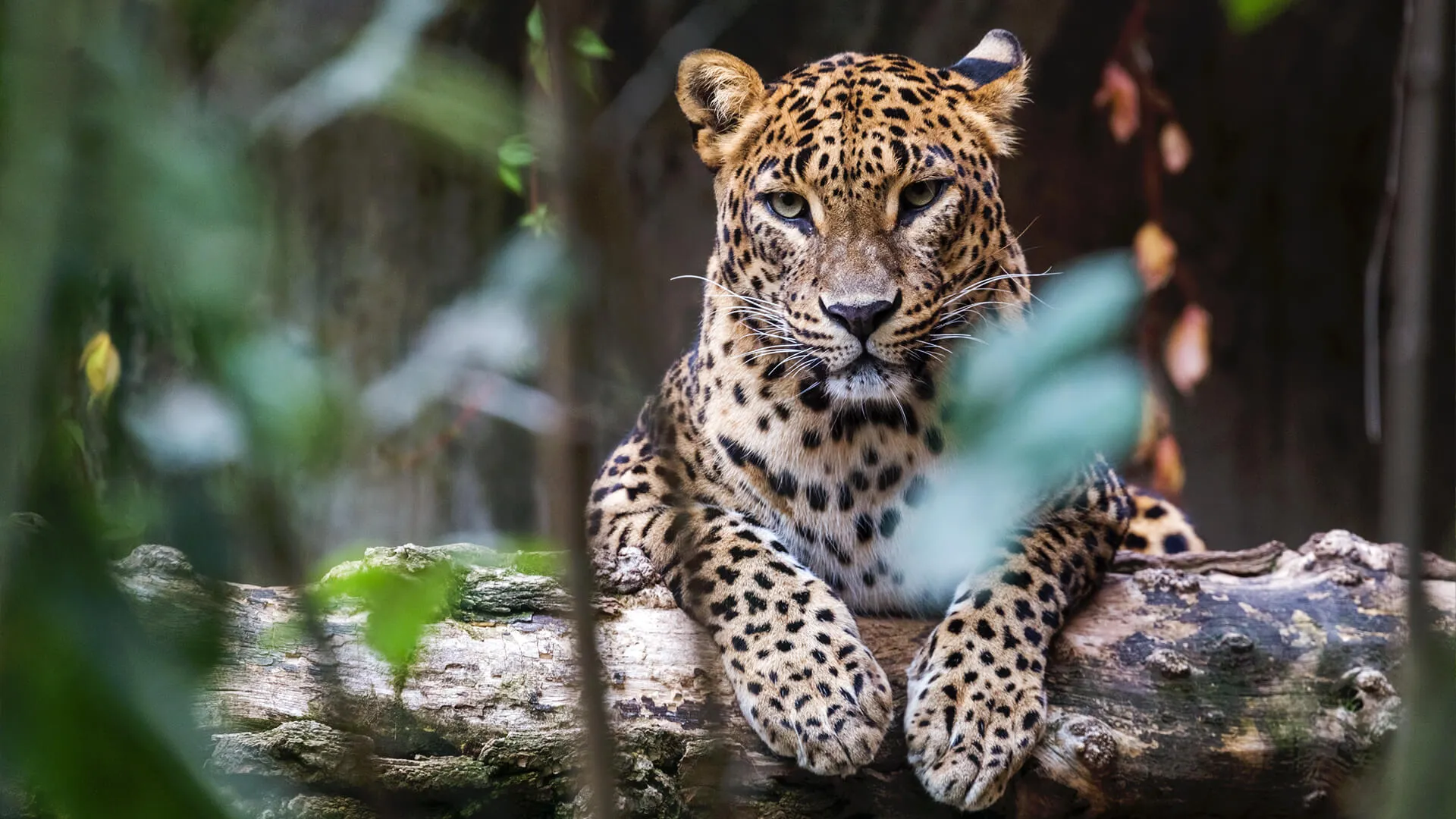 sri lankan leopard