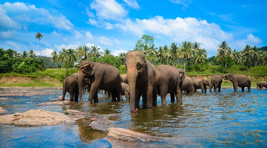 sri lankan elephant